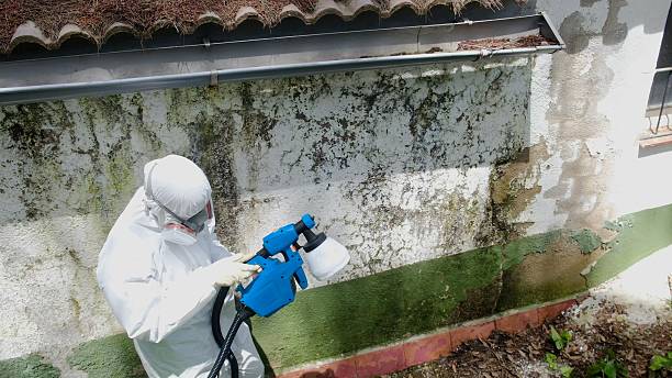 Top rated local Mold Testing specialists in Chaptico, MD